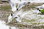 Sandwich terns