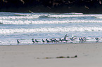 Sandwich terns