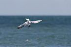 Sandwich tern