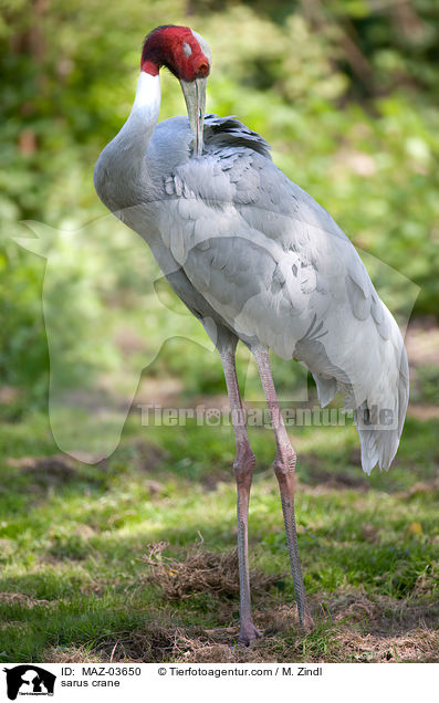 Saruskranich / sarus crane / MAZ-03650