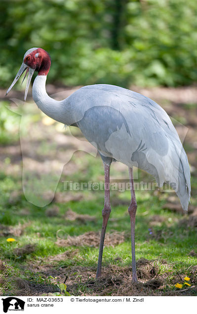 Saruskranich / sarus crane / MAZ-03653