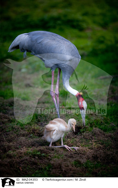sarus cranes / MAZ-04353