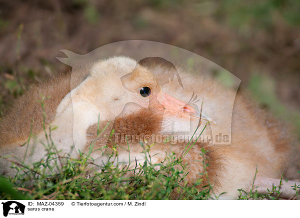 sarus crane / MAZ-04359
