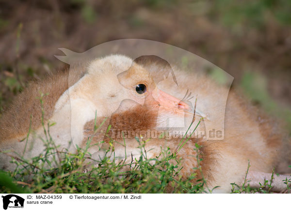 Saruskranich / sarus crane / MAZ-04359