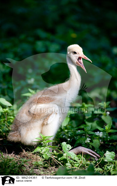 Saruskranich / sarus crane / MAZ-04361