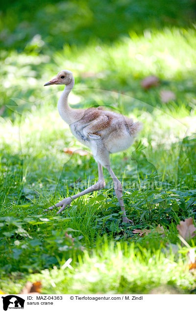 sarus crane / MAZ-04363