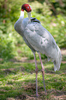 sarus crane