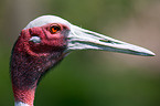 sarus crane