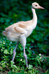 sarus crane