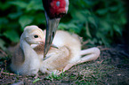 sarus cranes