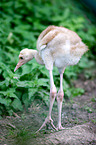 sarus crane