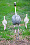 sarus cranes