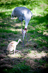 sarus cranes