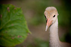 sarus crane