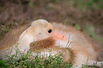 sarus crane