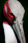 sarus crane