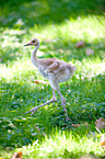 sarus crane