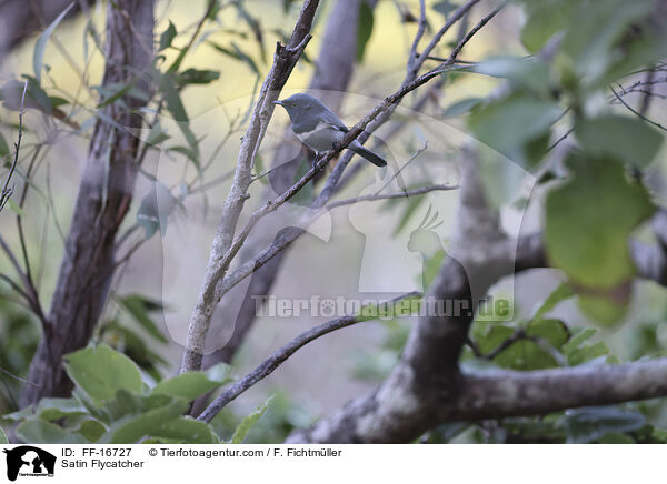 Satin Flycatcher / FF-16727