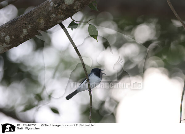 Seidenmonarch / Satin Flycatcher / FF-16731