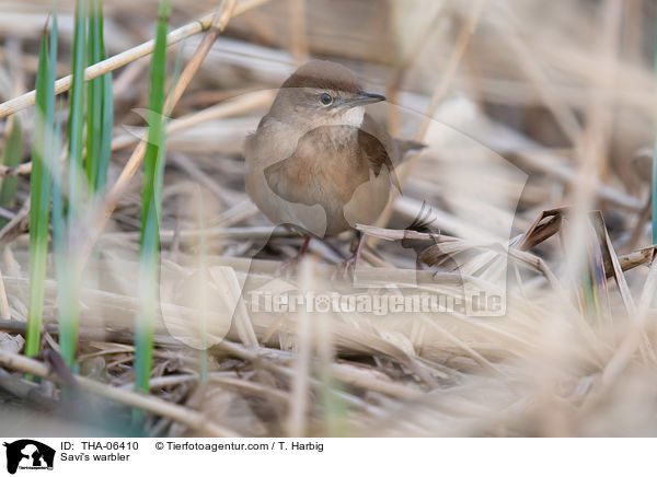 Rohrschwirl / Savi's warbler / THA-06410