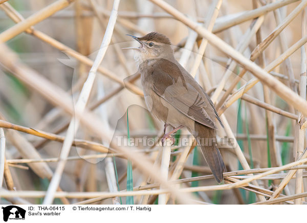 Rohrschwirl / Savi's warbler / THA-06415