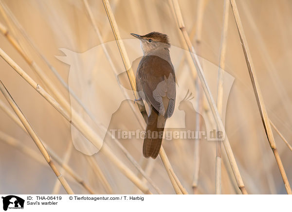 Rohrschwirl / Savi's warbler / THA-06419