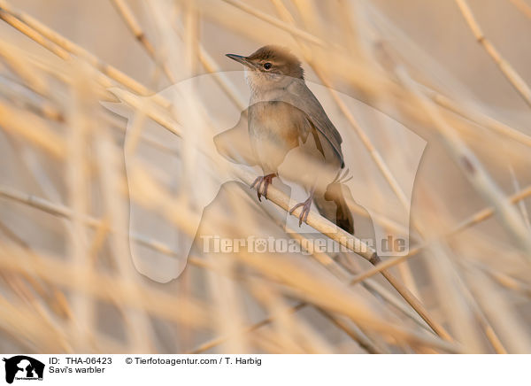 Rohrschwirl / Savi's warbler / THA-06423