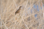 Savi's warbler