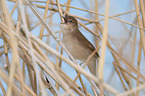 Savi's warbler