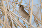 Savi's warbler