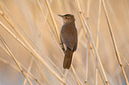 Savi's warbler