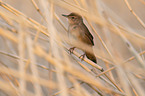 Savi's warbler