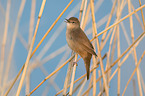 Savi's warbler