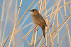 Savi's warbler