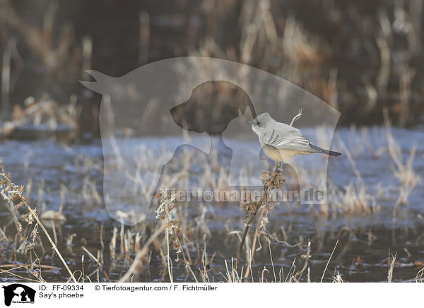 Say's phoebe / FF-09334