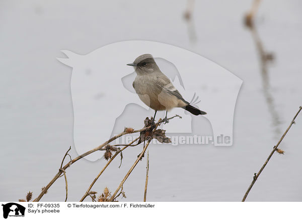 Zimtbauch-Phoebetyrann / Say's phoebe / FF-09335