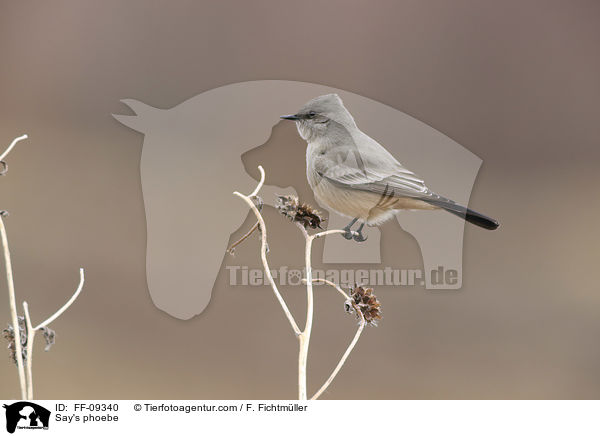 Zimtbauch-Phoebetyrann / Say's phoebe / FF-09340