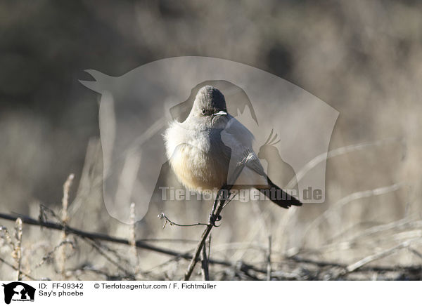 Zimtbauch-Phoebetyrann / Say's phoebe / FF-09342