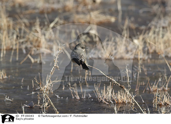 Zimtbauch-Phoebetyrann / Say's phoebe / FF-09343
