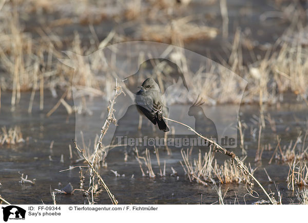 Zimtbauch-Phoebetyrann / Say's phoebe / FF-09344