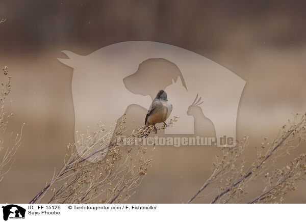 Zimtbauch-Phoebetyrann / Says Phoebe / FF-15129