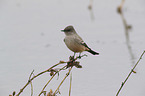 Say's phoebe