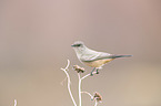 Say's phoebe