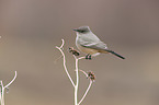 Say's phoebe