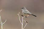 Say's phoebe