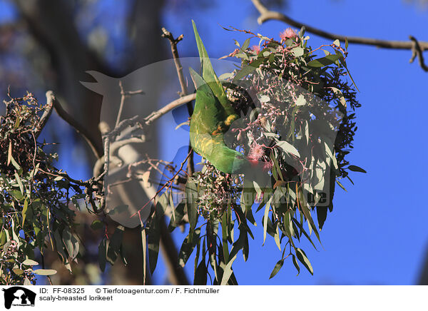 scaly-breasted lorikeet / FF-08325