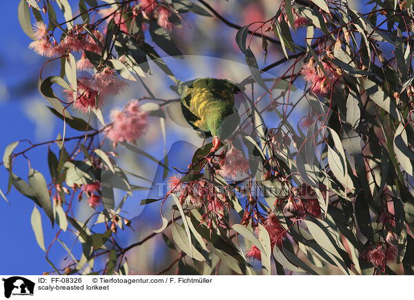 scaly-breasted lorikeet / FF-08326