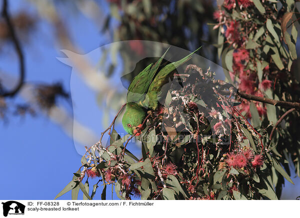 scaly-breasted lorikeet / FF-08328
