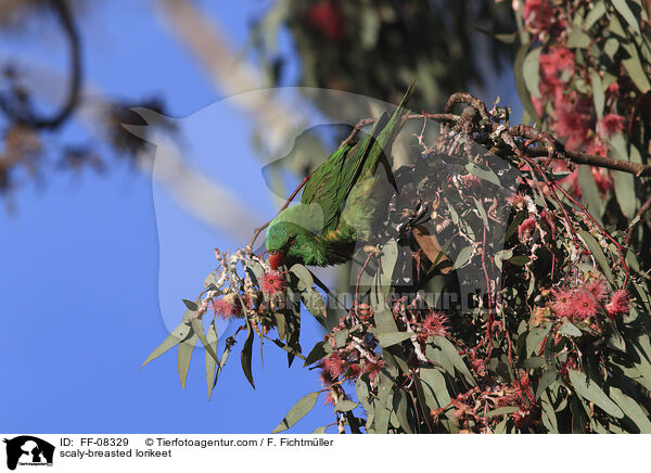 scaly-breasted lorikeet / FF-08329
