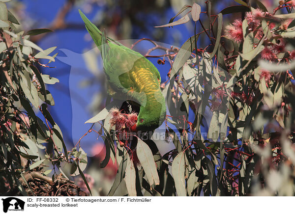 scaly-breasted lorikeet / FF-08332